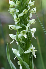 Platanthera x estesii