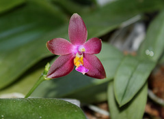 Phalaenopsis 'Joshua Irwin Ginsberg '( bellina x venosa)