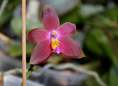 Phalaenopsis bellina x venosa ='Joshua Irwin Ginsberg'