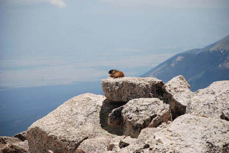 Sunbathing Marmot