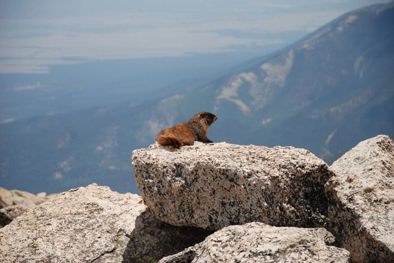 Alert Marmot