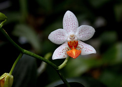 Phalaenopsis 'Mini Mark'