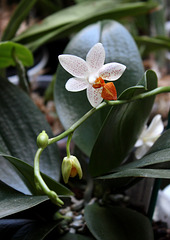 Phalaenopsis 'Mini Mark' (2)