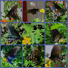 Pipevine Swallowtail or Blue Swallowtail (Battus philenor) Collage