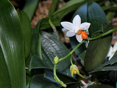 Phalaenopsis 'Mini Mark' (3)