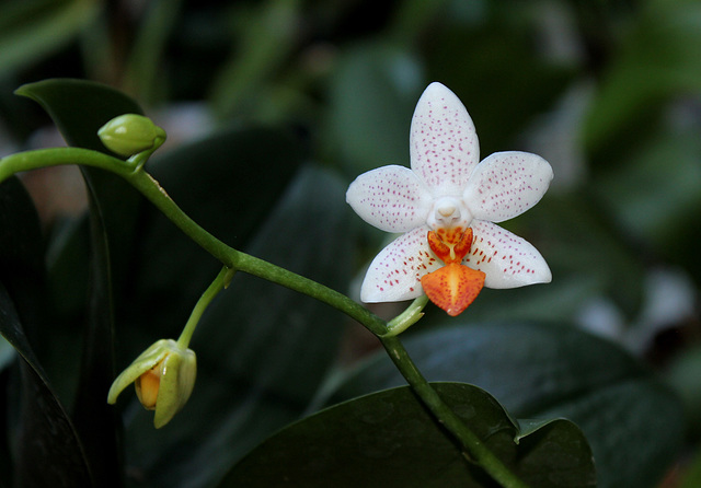 Phalaenopsis 'Mini Mark' (4) Phalaenopsis 'Mini Mark' (4)