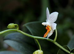 Phalaenopsis 'Mini Mark' (5)