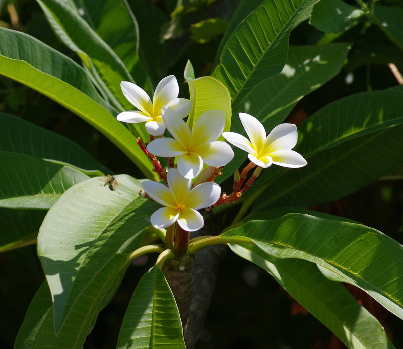 Frangipani