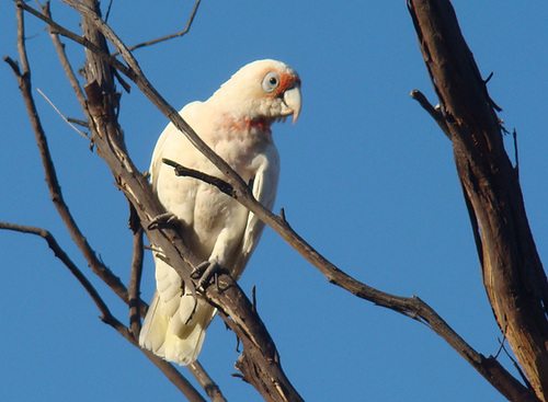 Corella