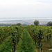 Vineyards at Morbisch am See, between Rust and Sopron looking out to the Neusieldlersee