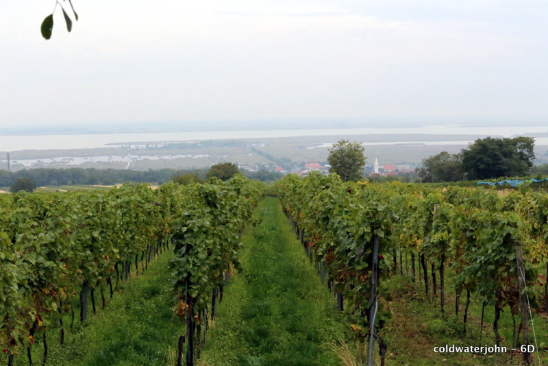 Vineyards at Morbisch am See, between Rust and Sopron looking out to the Neusieldlersee
