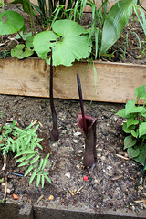 Sauromatum venosum-Derrière l'armoire - Jardin  12- Sauromatum venosum