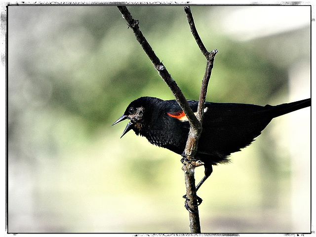 Red winged blackbird