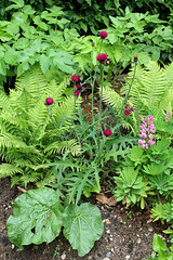 Cirsium rivulare- Derrière l'armoire - Jardin  12- Cirsium rivulare