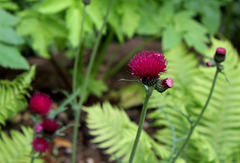 Cirsium rivulare- Derrière l'armoire - Jardin  12- Cirsium rivulare