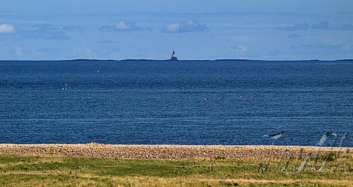 Farne Islands