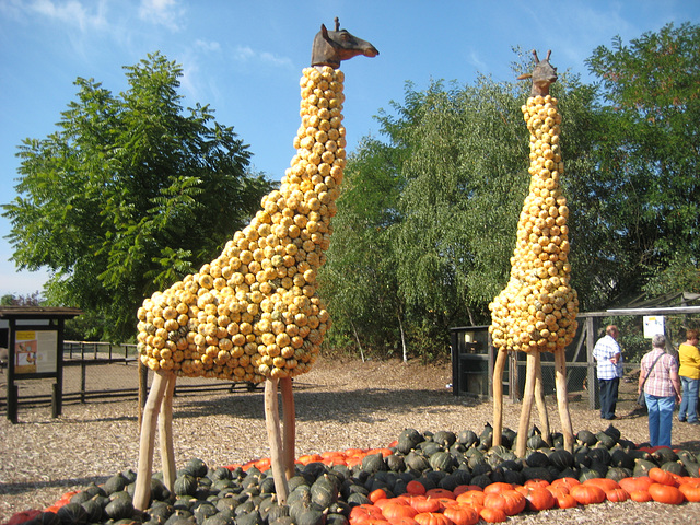 Kürbis-Giraffen in Klaistow