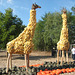 Kürbis-Giraffen in Klaistow