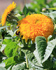 Sonnenblume