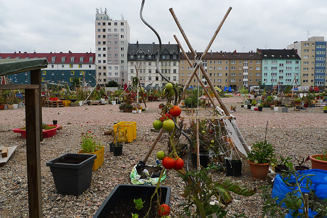 stadtgarten-1170124