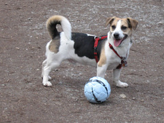 Felix mit Ball