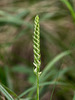 Spiranthes cernua (Nodding Ladies'-tresses orchid)