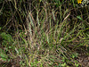 Spiranthes cernua (Nodding Ladies'-tresses orchid)