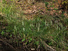 Spiranthes cernua (Nodding Ladies'-tresses orchid)