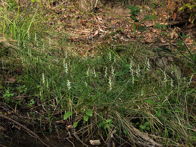 Spiranthes cernua (Nodding Ladies'-tresses orchid)