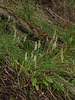 Spiranthes cernua (Nodding Ladies'-tresses orchid)