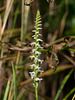 Spiranthes cernua (Nodding Ladies'-tresses orchid)