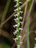 Spiranthes cernua (Nodding Ladies'-tresses orchid)