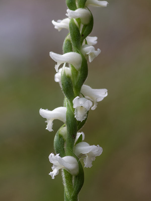 Spiranthes cernua (Nodding Ladies'-tresses orchid)