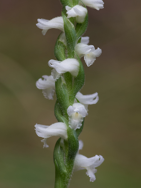 Spiranthes cernua (Nodding Ladies'-tresses orchid)