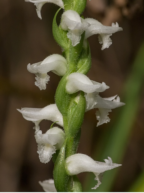 Spiranthes cernua (Nodding Ladies'-tresses orchid)