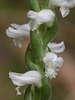 Spiranthes cernua (Nodding Ladies'-tresses orchid)