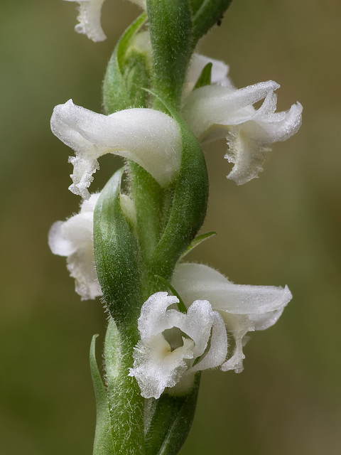 Spiranthes cernua (Nodding Ladies'-tresses orchid)