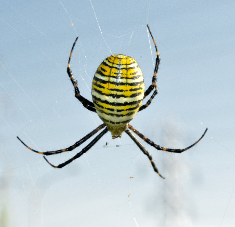 argiope trifasciata-sept-1-2013