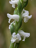 Spiranthes cernua (Nodding Ladies'-tresses orchid)