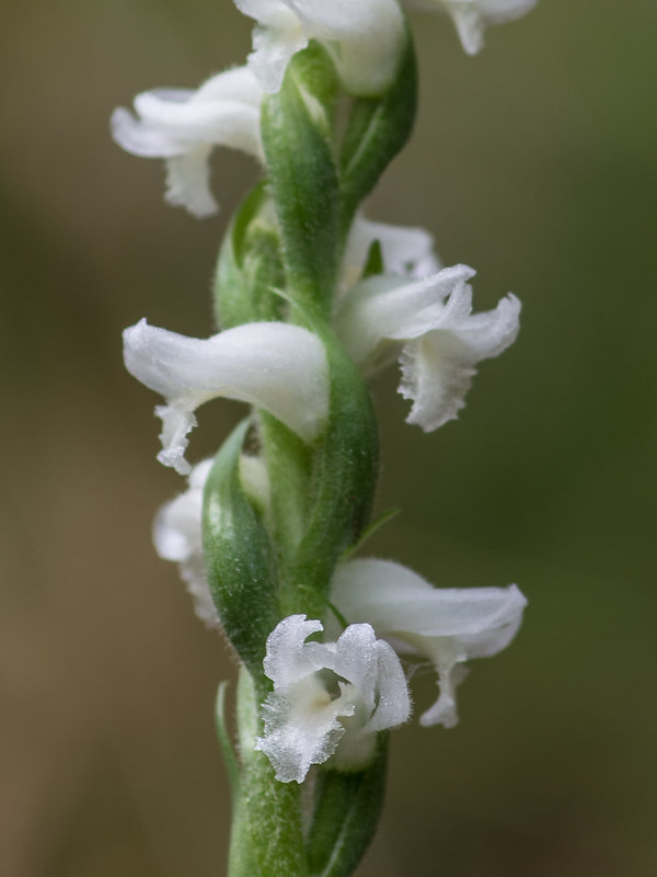 Spiranthes cernua (Nodding Ladies'-tresses orchid)