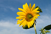 Sonnenblume