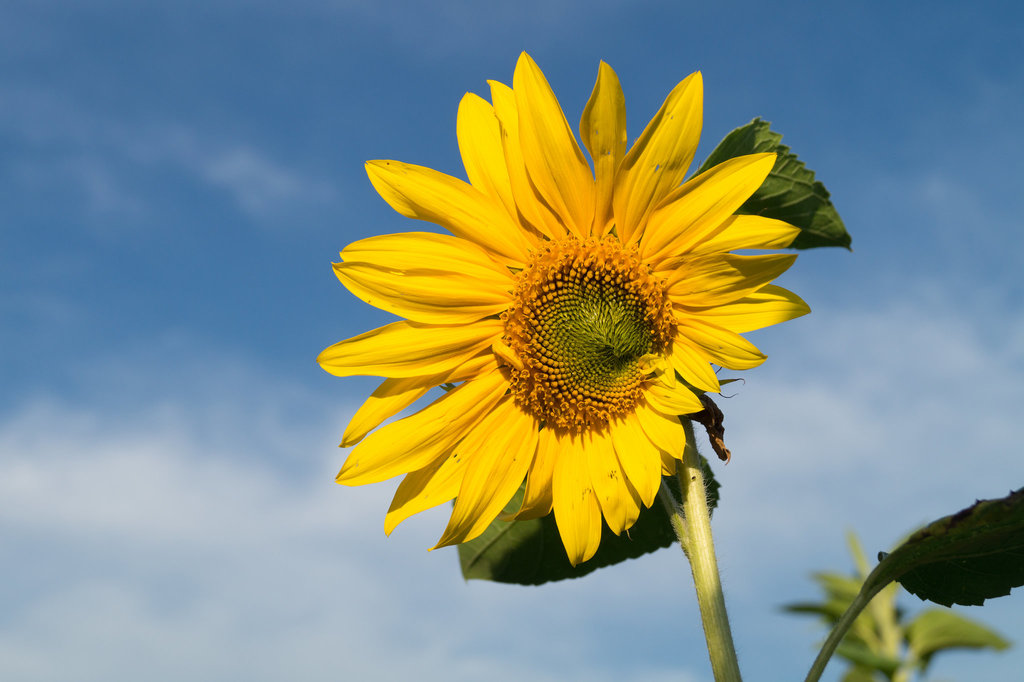 Sonnenblume