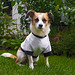 Jack Russell Terrier Clifford DSC02288