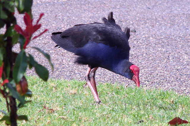 Visiting Purple Swamphen