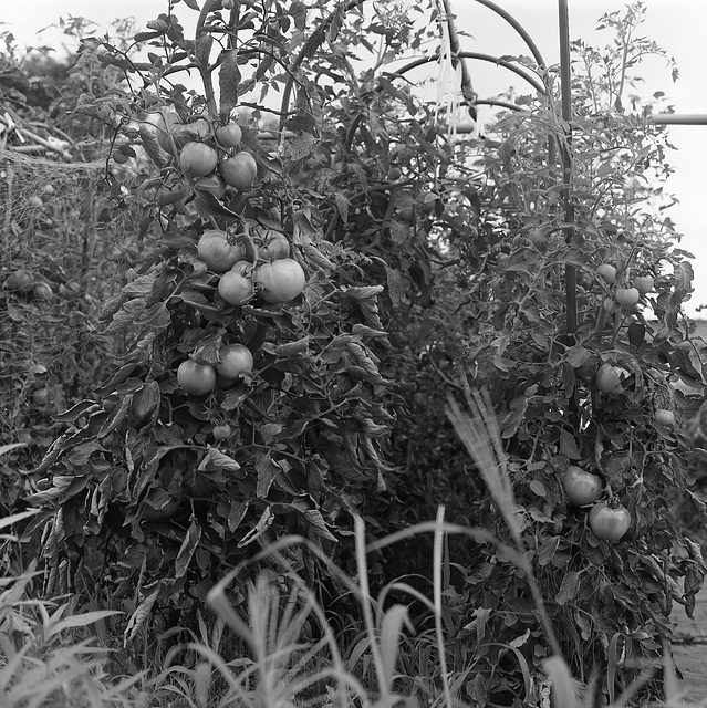 Tomatoes are still green