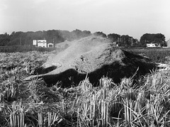 Burning debris of harvest