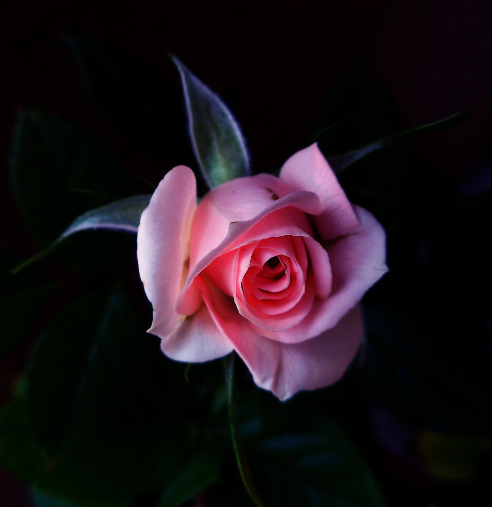 pink rose bud