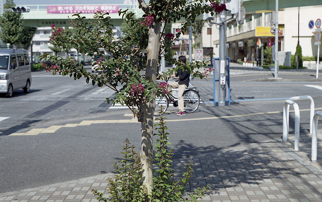 Crape-myrtle at the intersection