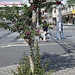 Crape-myrtle at the intersection