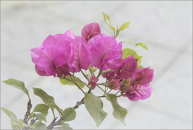 Bougainvillée